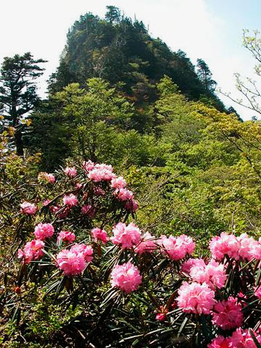 写真：稲村ヶ岳とシャクナゲ